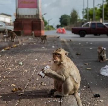 میمون هایی که در نبود گردشگران دزد شدند